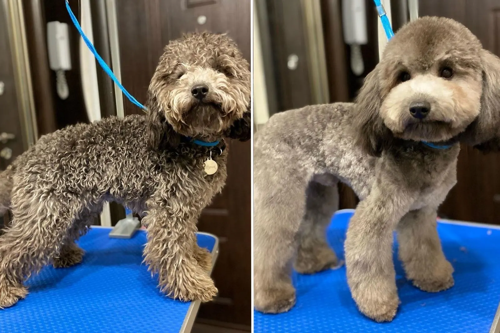 cute grey dog before and after grooming