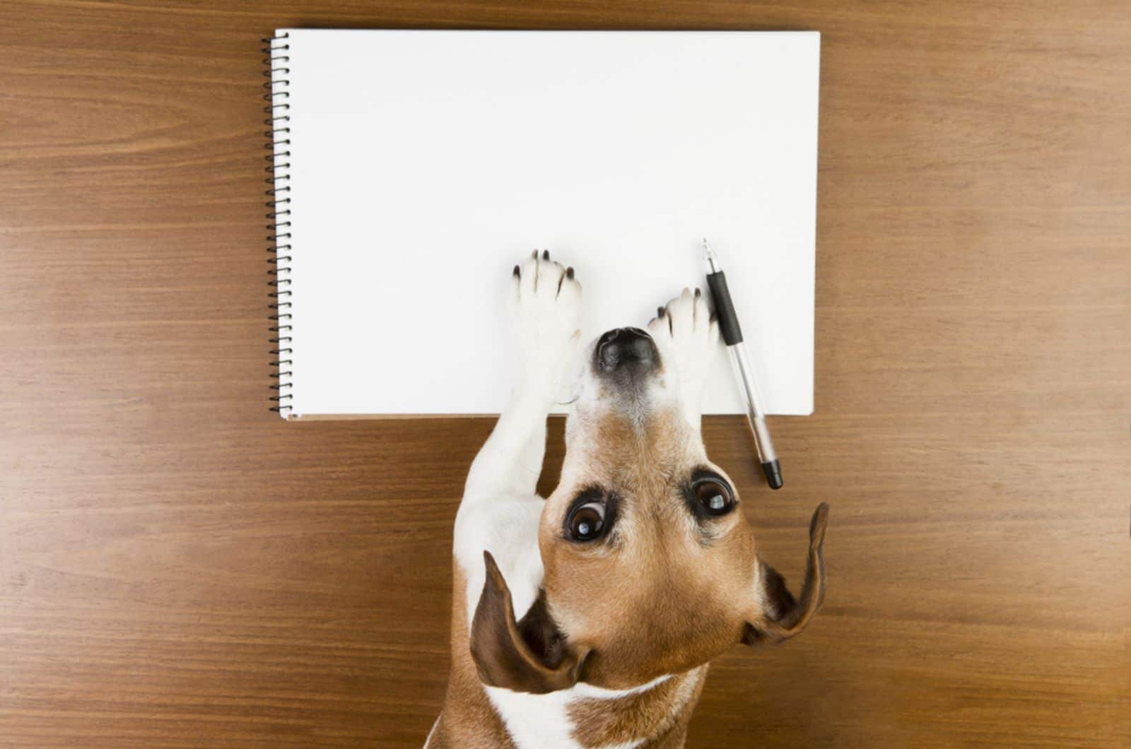 cute jack russell terrier dog with his paws on notebook