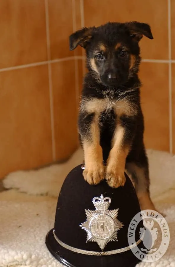 cute k9 puppy stands on a police hat