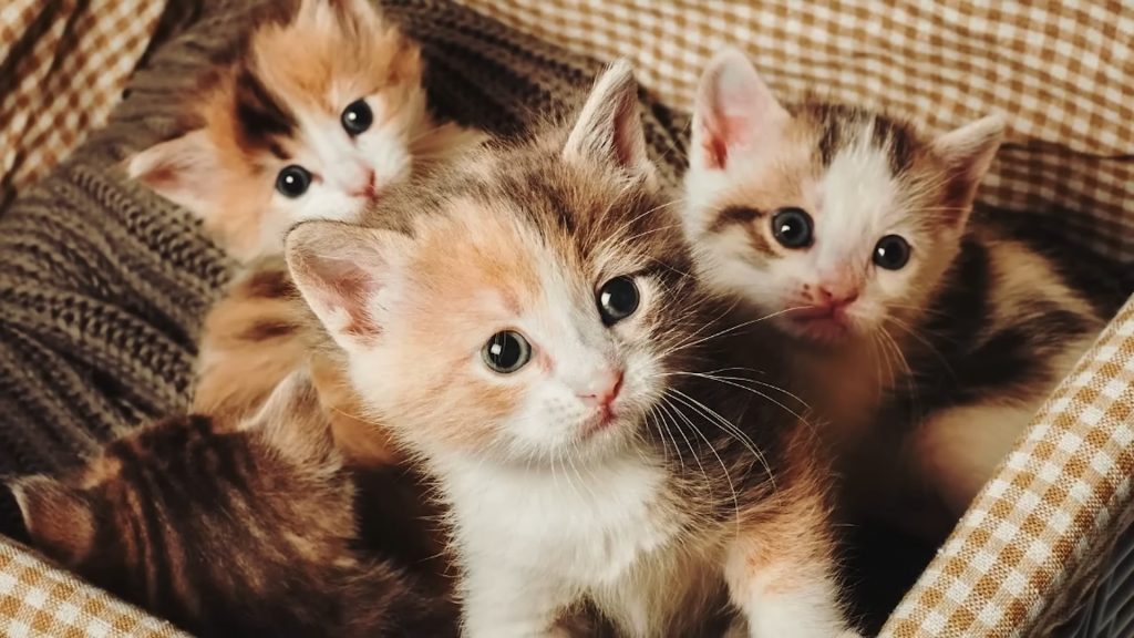 cute kittens