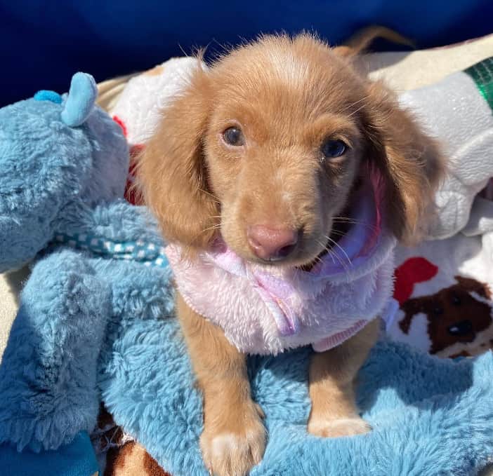 cute little puppy looking up