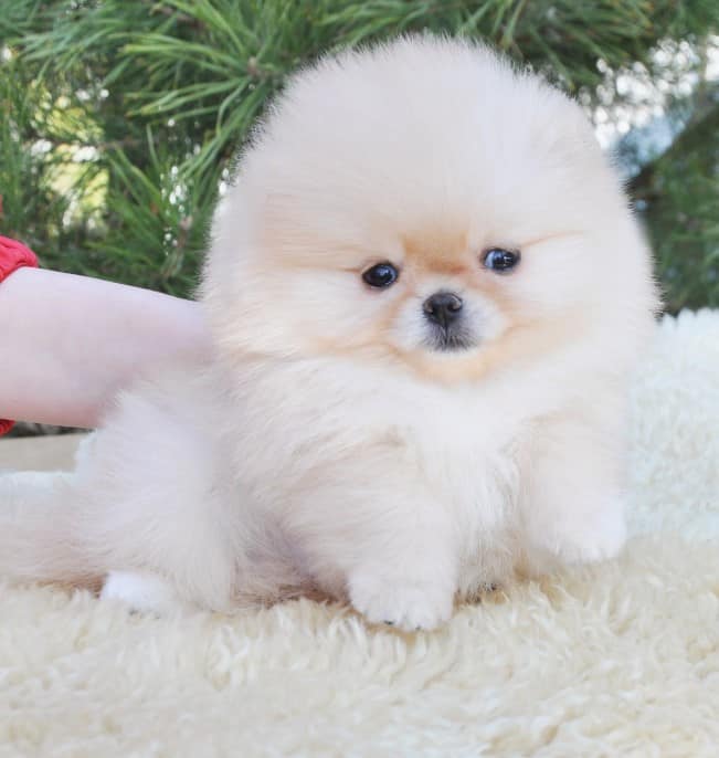 cute pomeranian