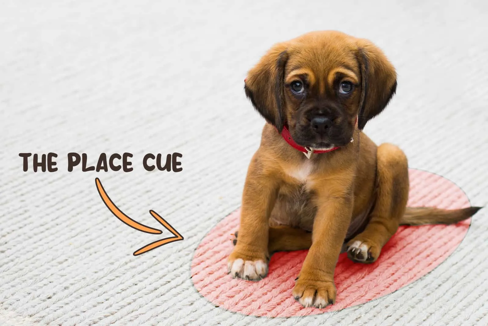 cute puppy on place cue