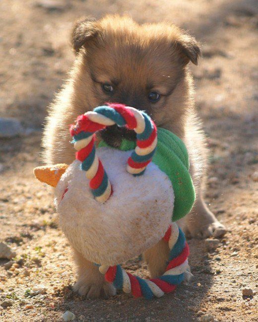 cute puppy playing