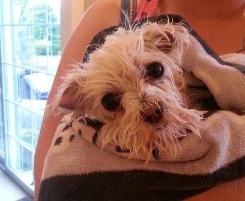 cute wet dog in a towel in owner's arms