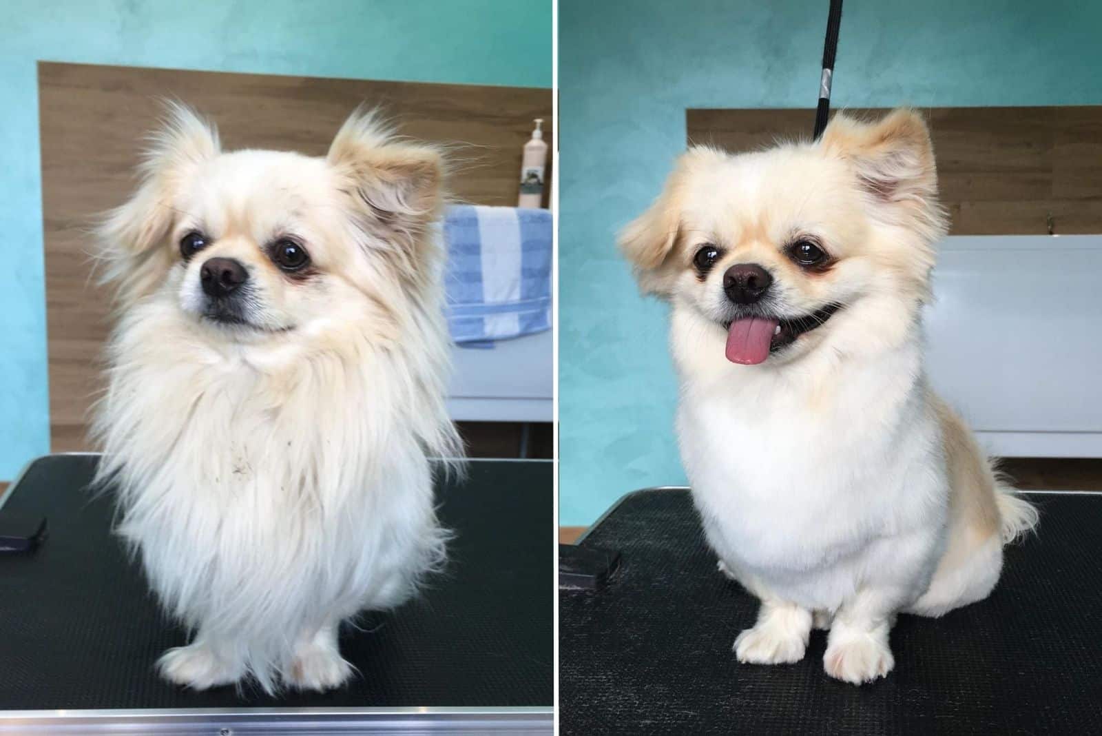 cute white dog before and after grooming