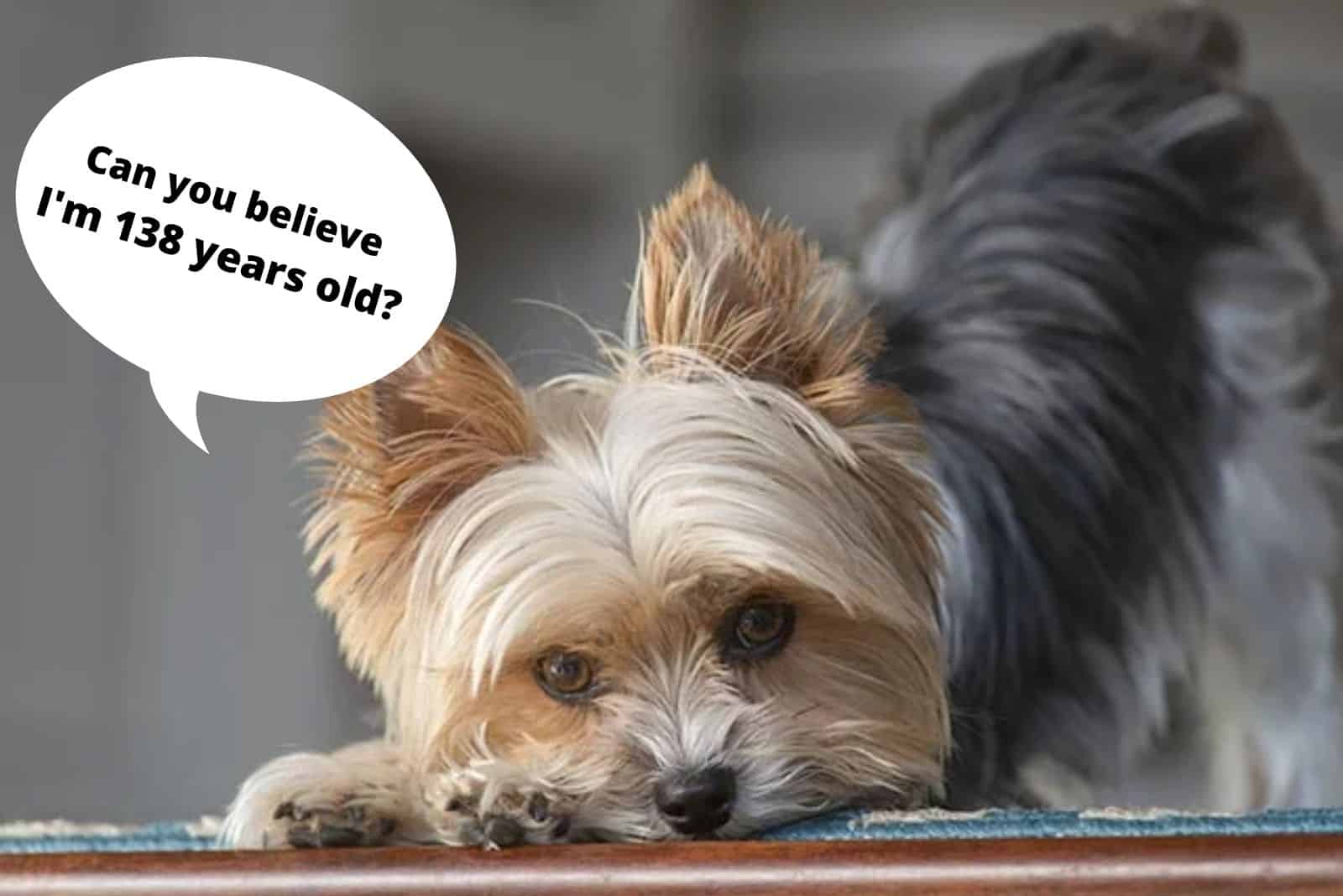 cute yorkshire terrier lying on the floor