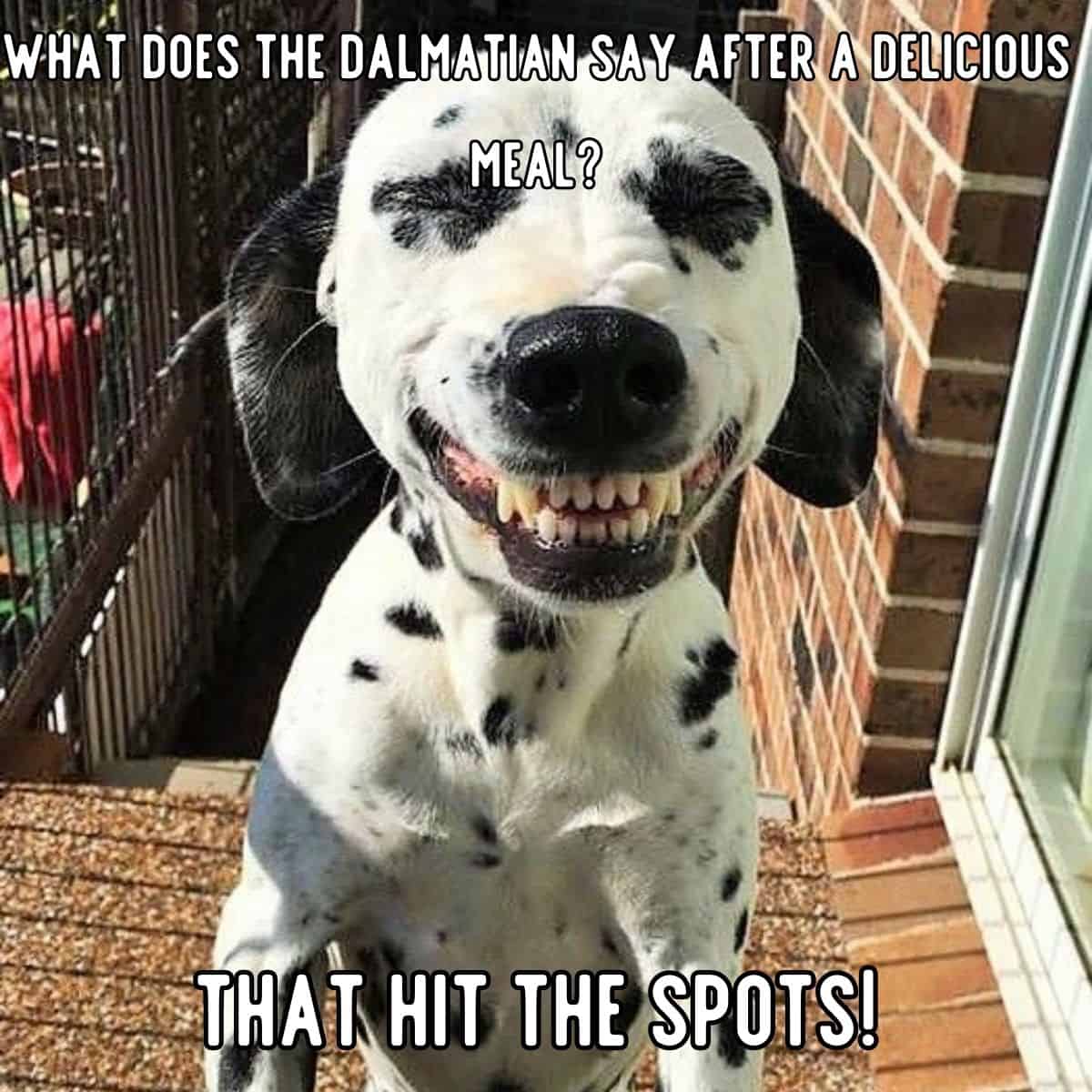 dalmatian dog joke