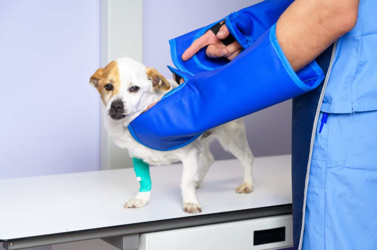 doctor examining dog in x-ray room