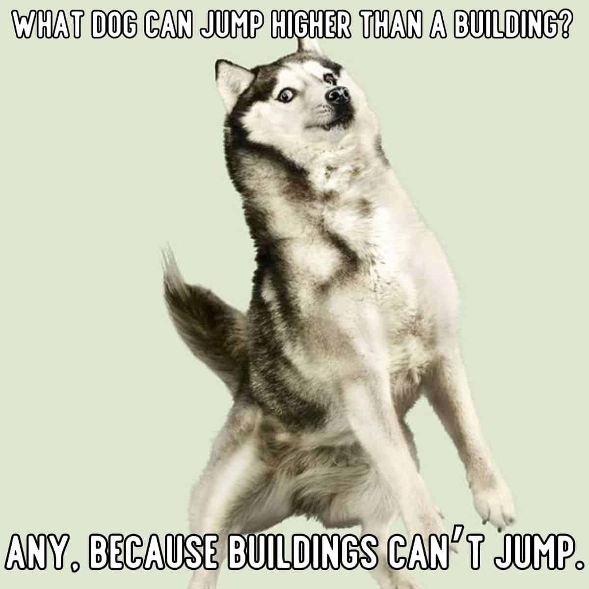 dog and buildings joke
