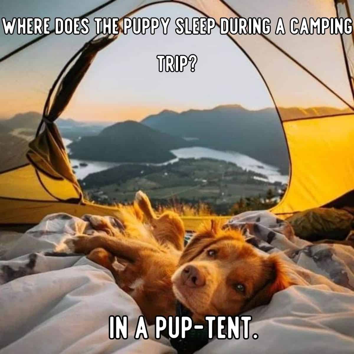 dog camping joke