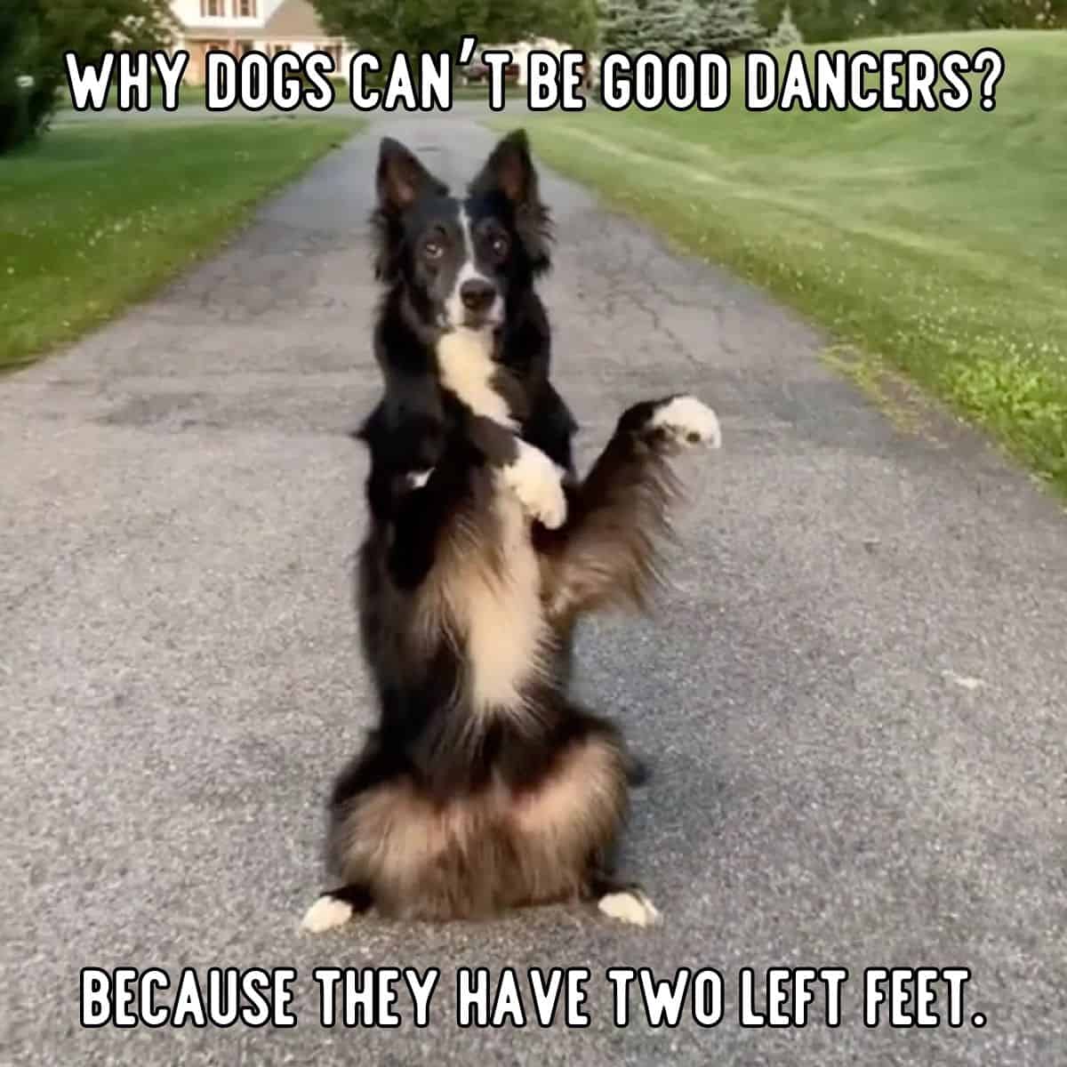 dog dancer joke