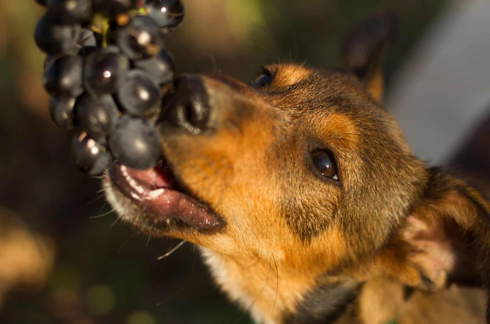 dog eating grapes from a branch in the garden