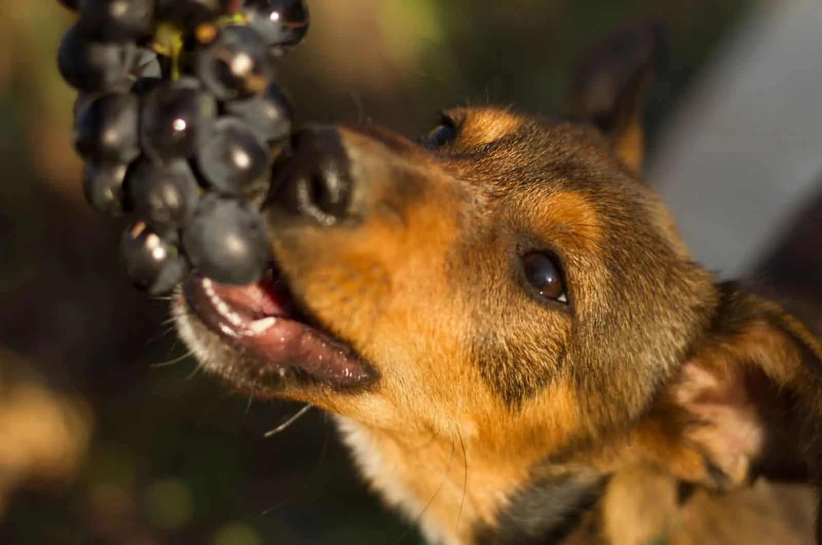 dog eating grapes from a branch in the garden