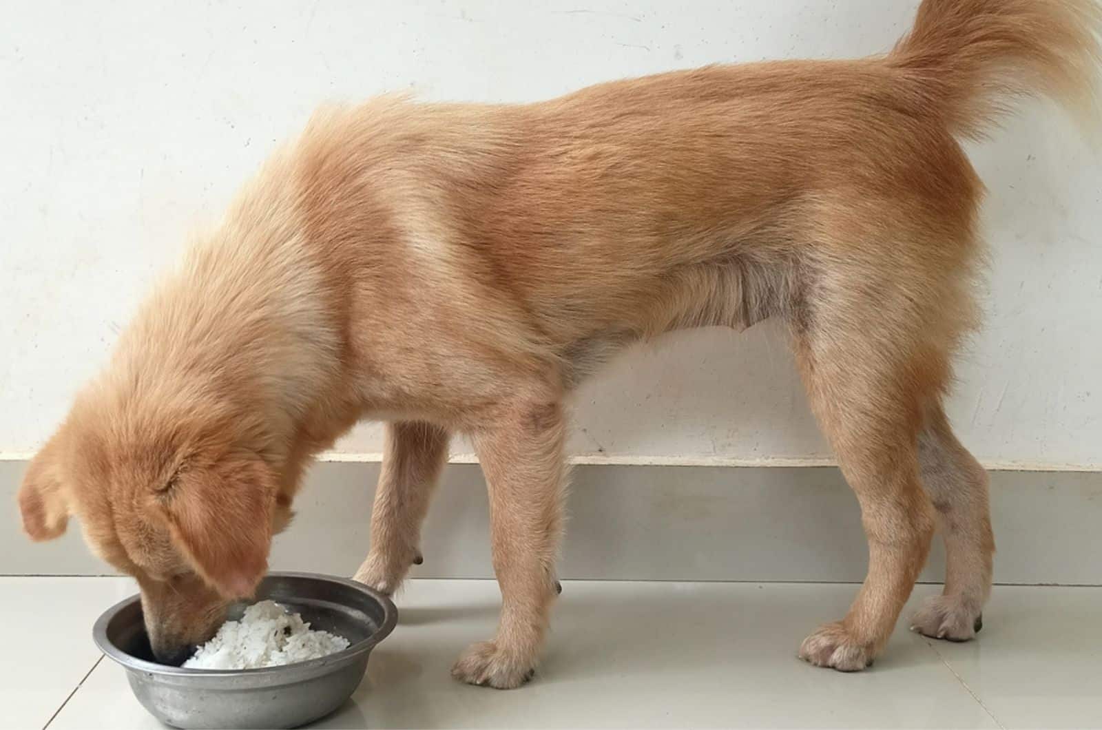 dog eating rice from a bowl