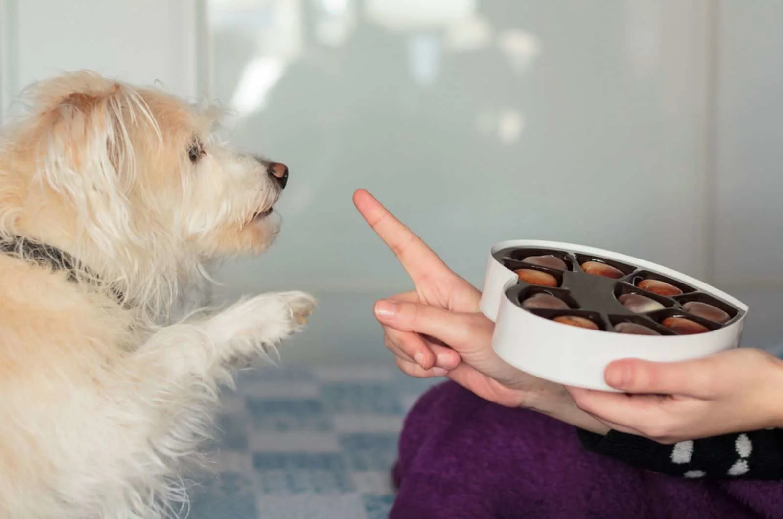 dog giving paw asking for chocolate from woman's hand