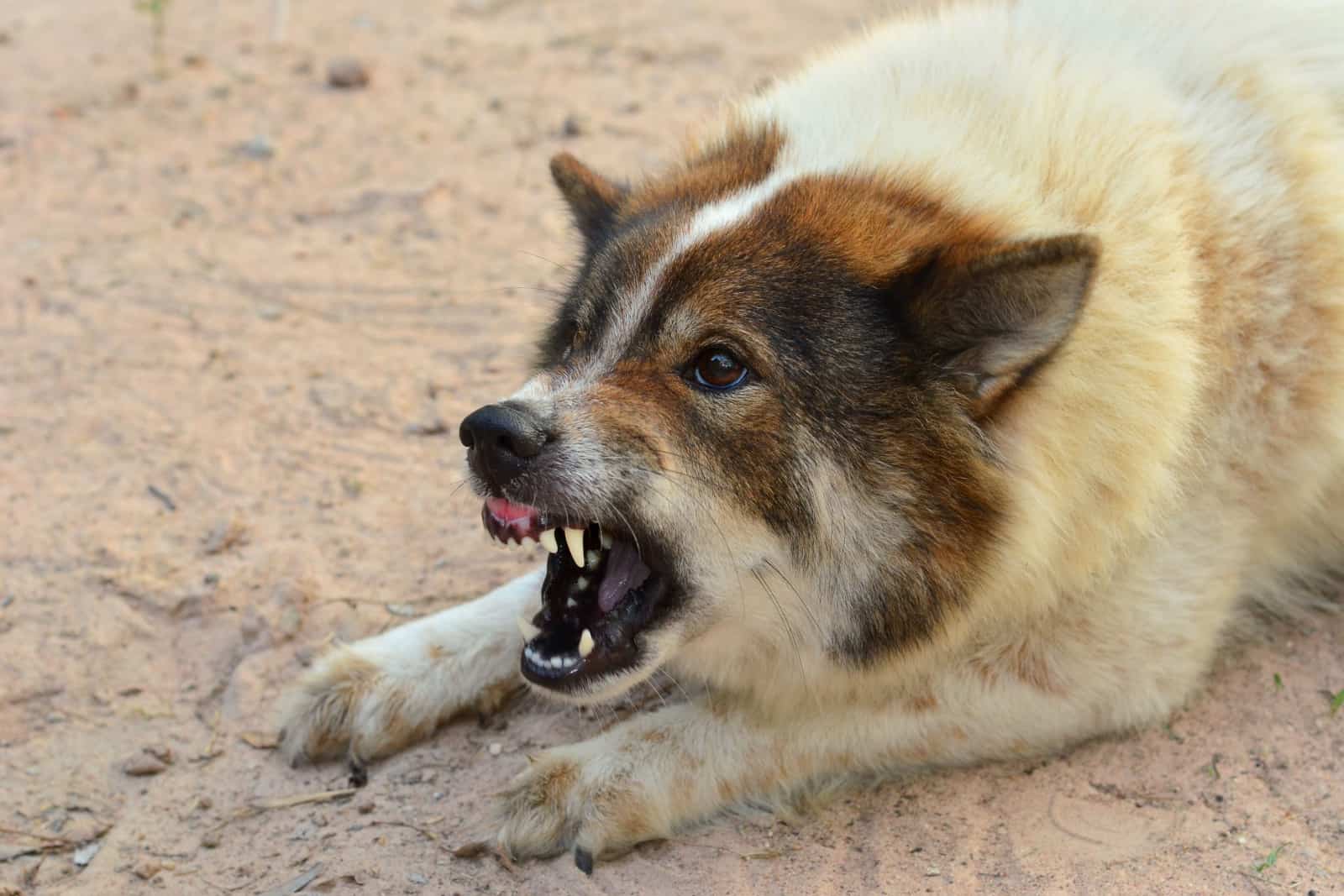 dog growls because he is scared