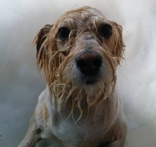 dog having a bath looking like old sad man