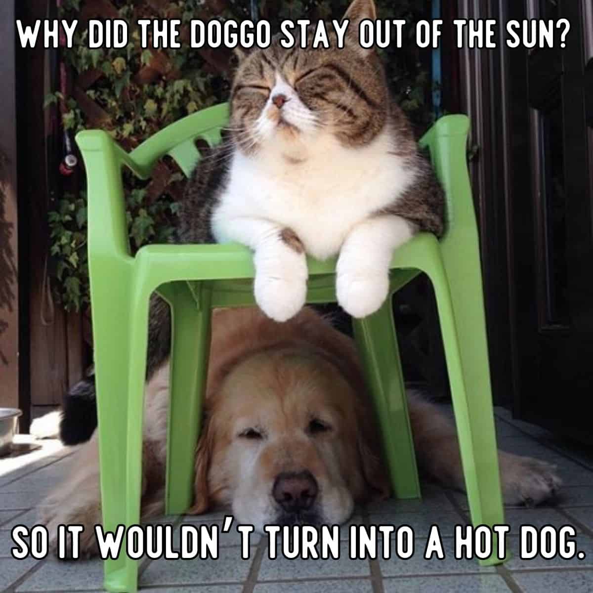 dog hiding from sun joke