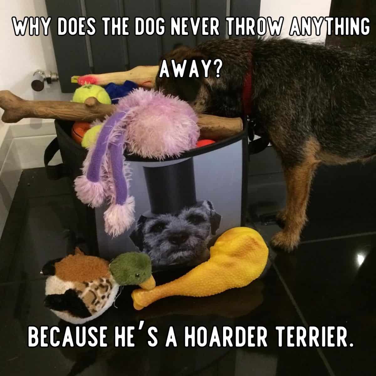 dog hoarder terrier joke