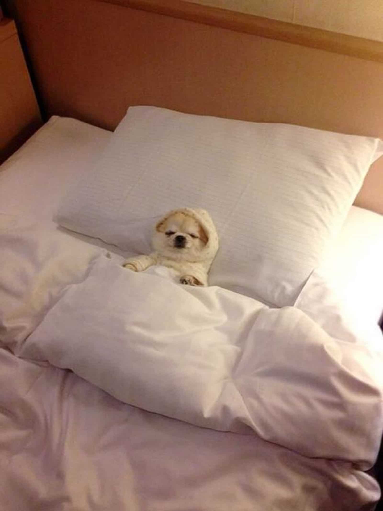dog in bed with white sheets