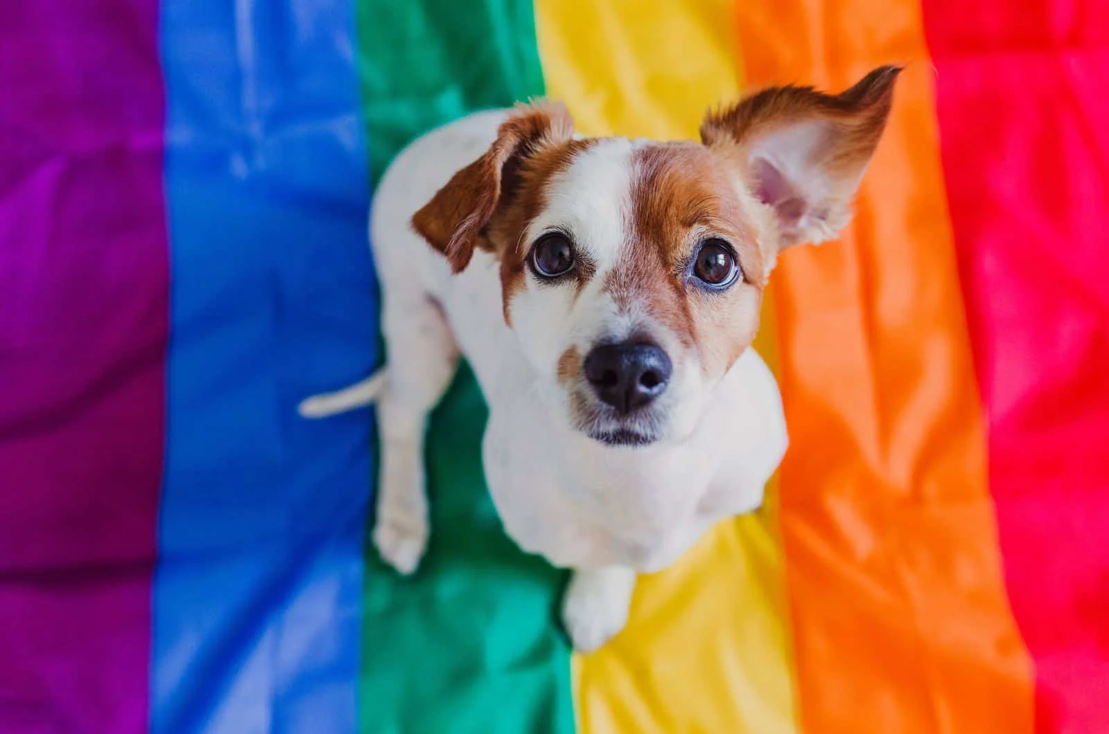 dog jack russell sitting on rainbow LGBT flag