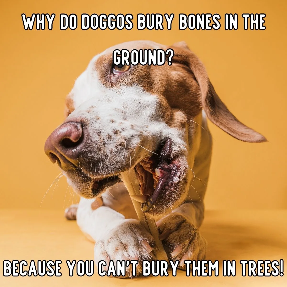 dog joke about bones