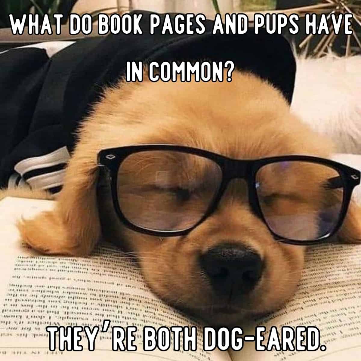 dog joke about book pages