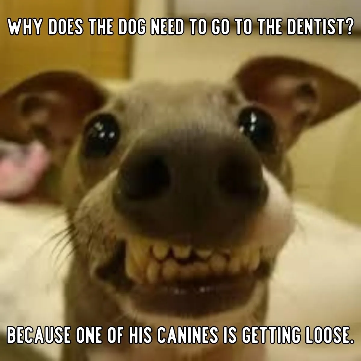 dog joke about dentist