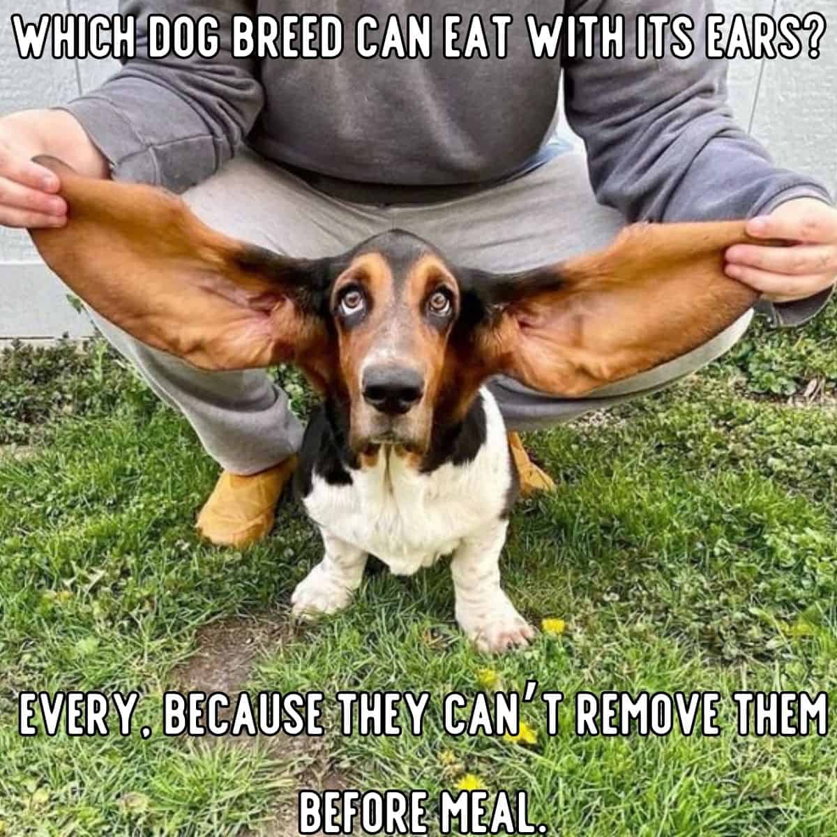 dog joke about ears