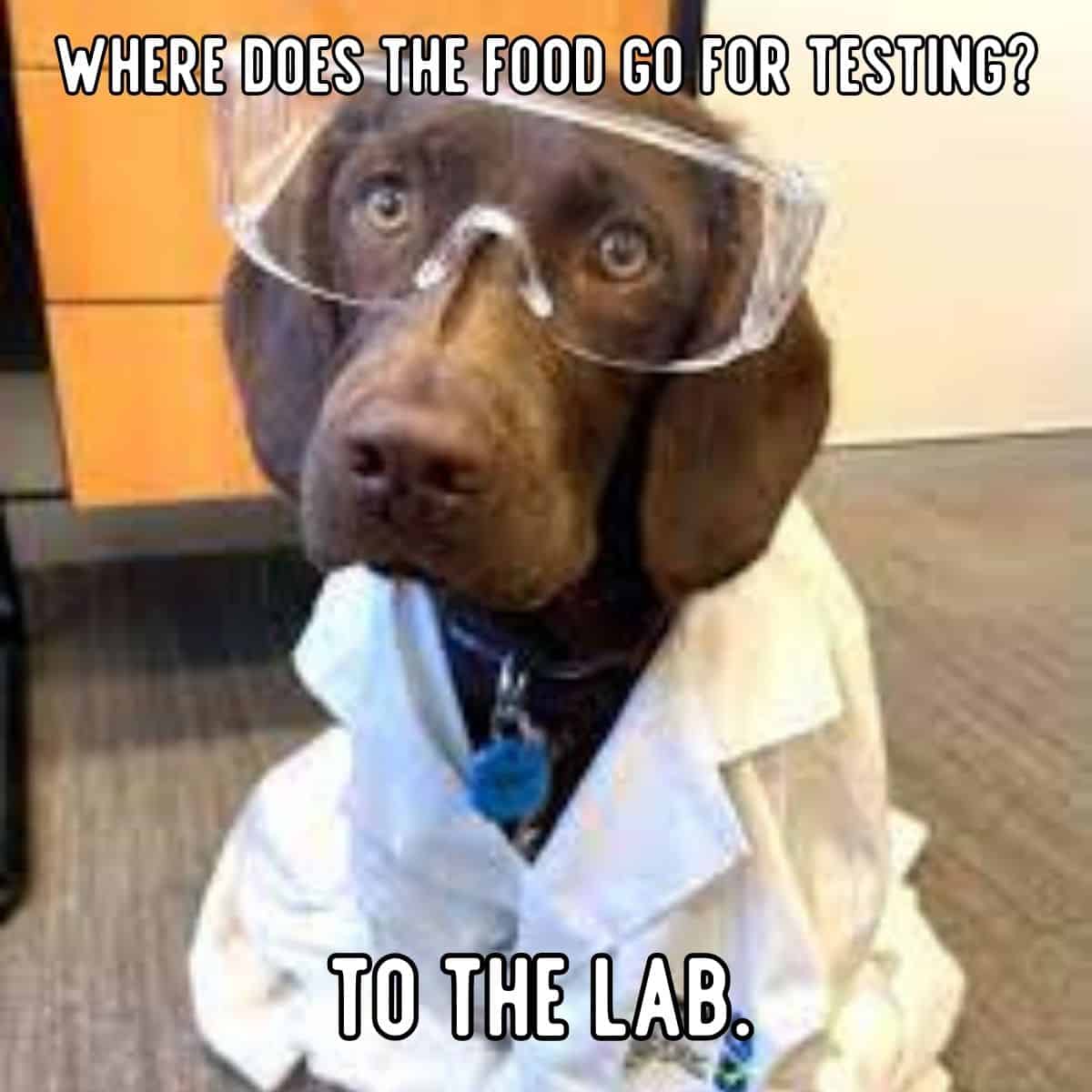 dog joke about food testing