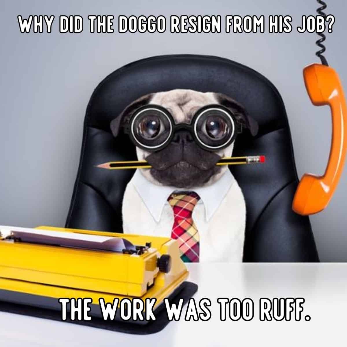 dog joke about job