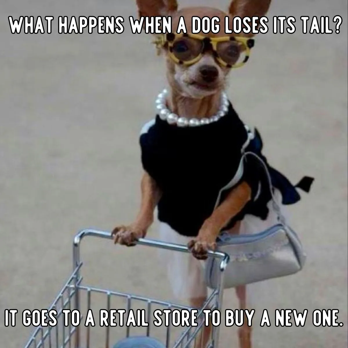 dog joke about tail