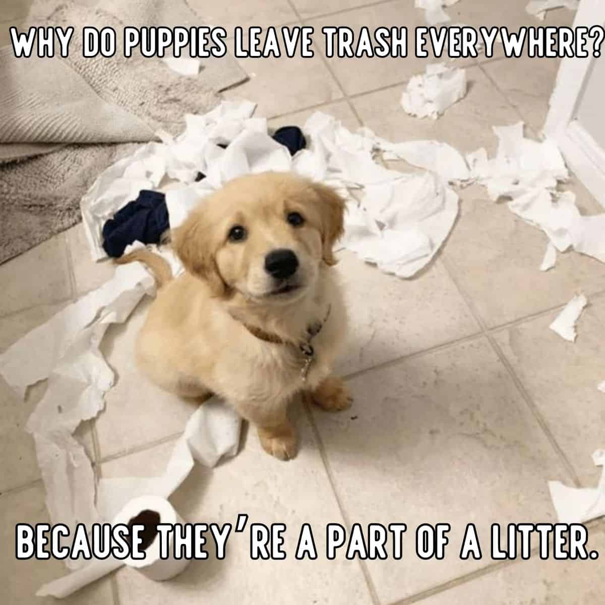 dog joke about trash