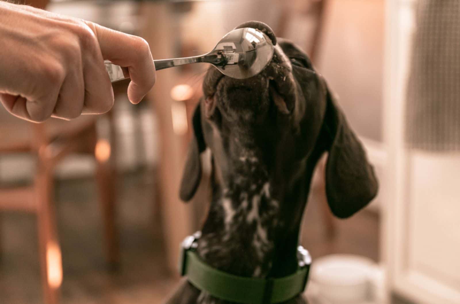 dog licking a spoon in owner's hand