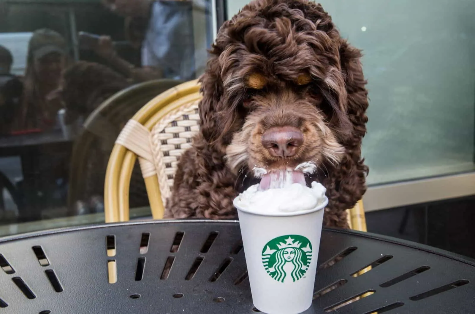 dog licking whipped cream from coffee