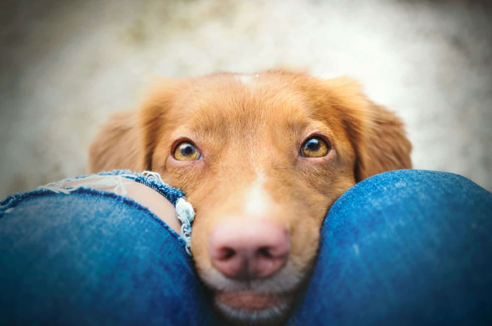 dog looking at owner with cute puppy eyes