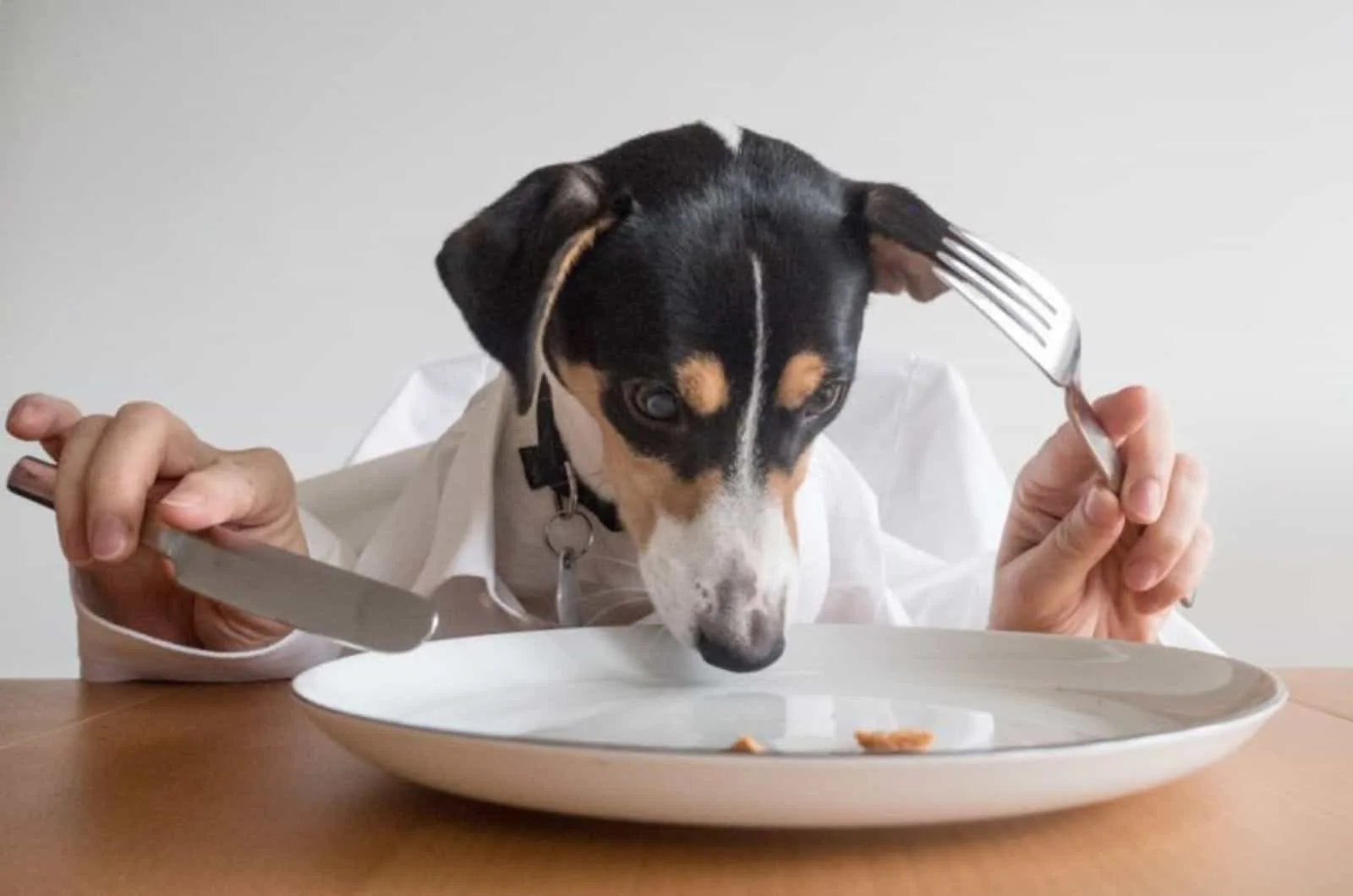 dog looking in a plate looking as human