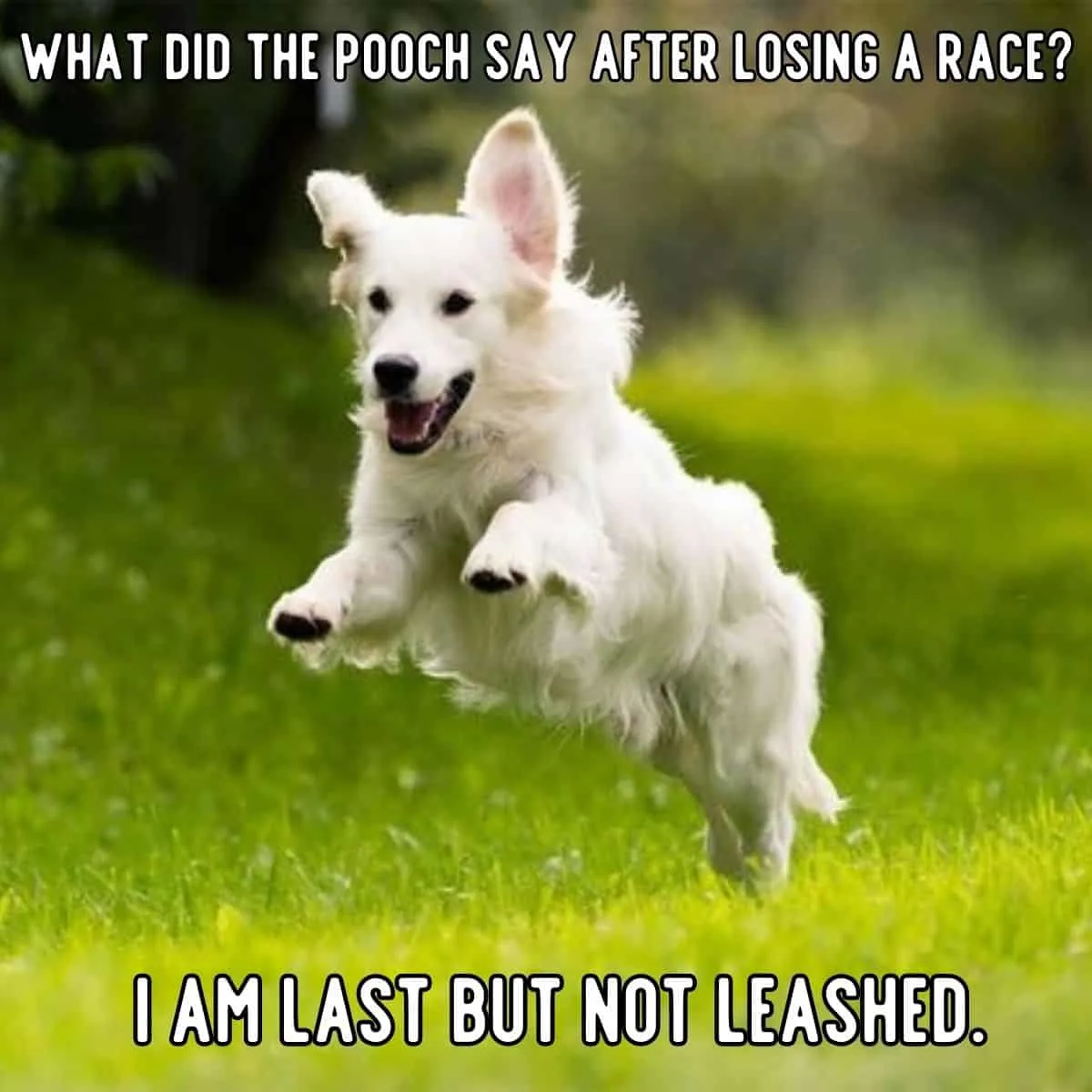 dog losing a race joke