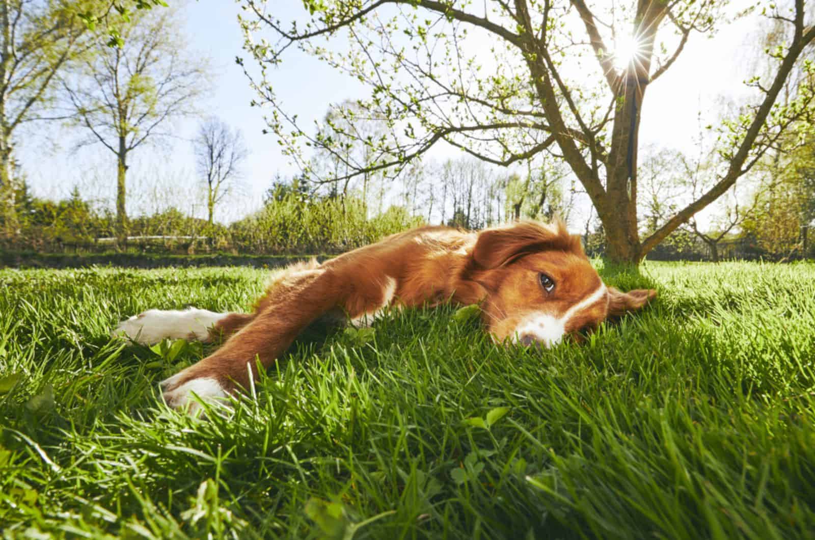 dog lying in the grass at sunny day