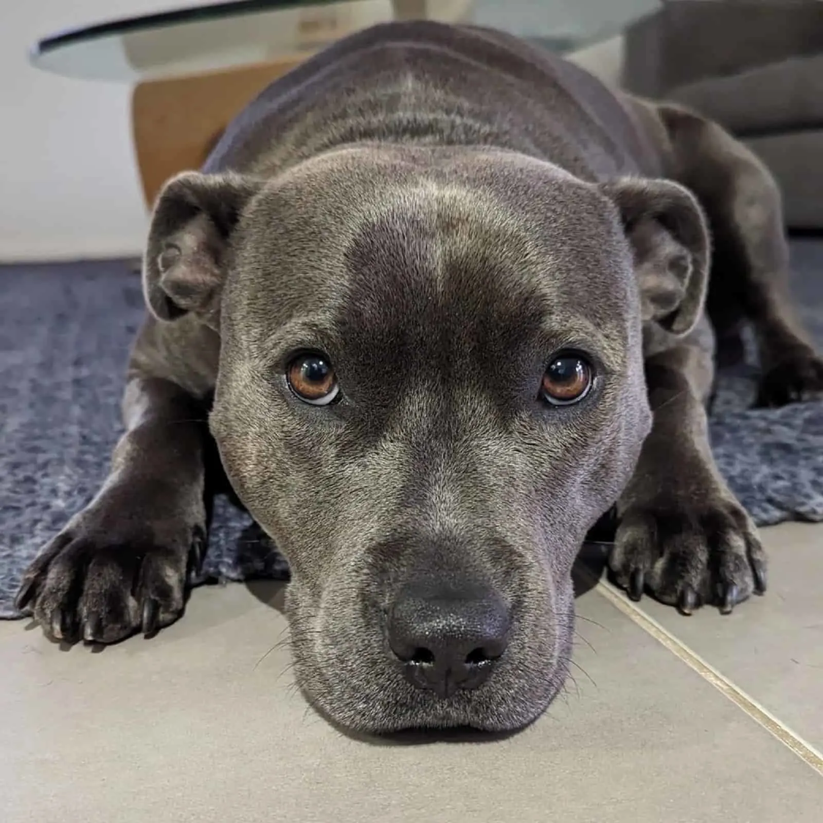 dog lying on the floor with puppy dog eyes