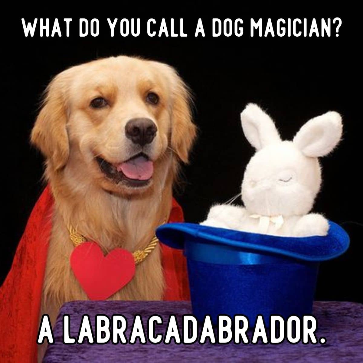 dog magician joke