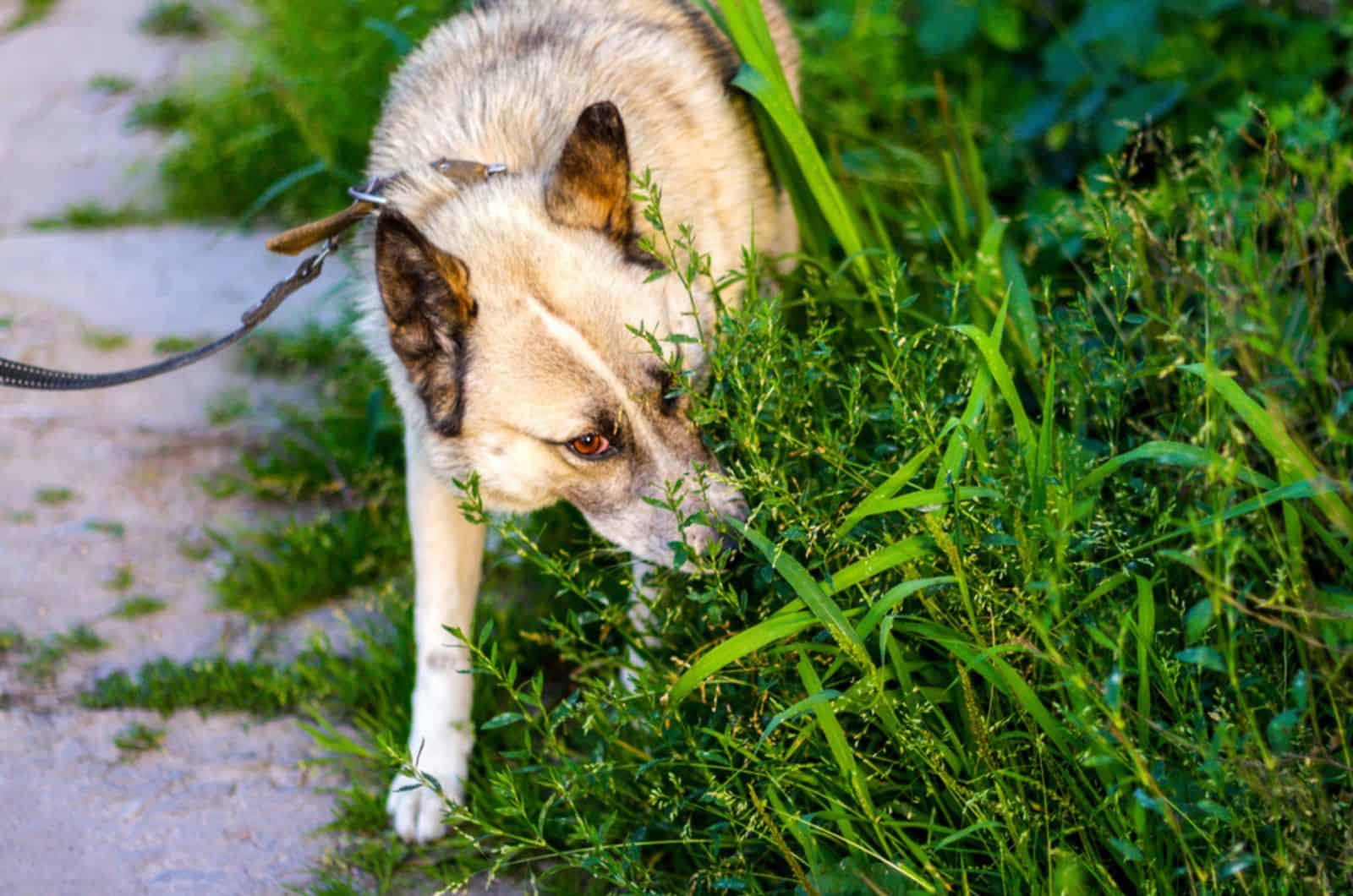 dog on a leash sniffing grass