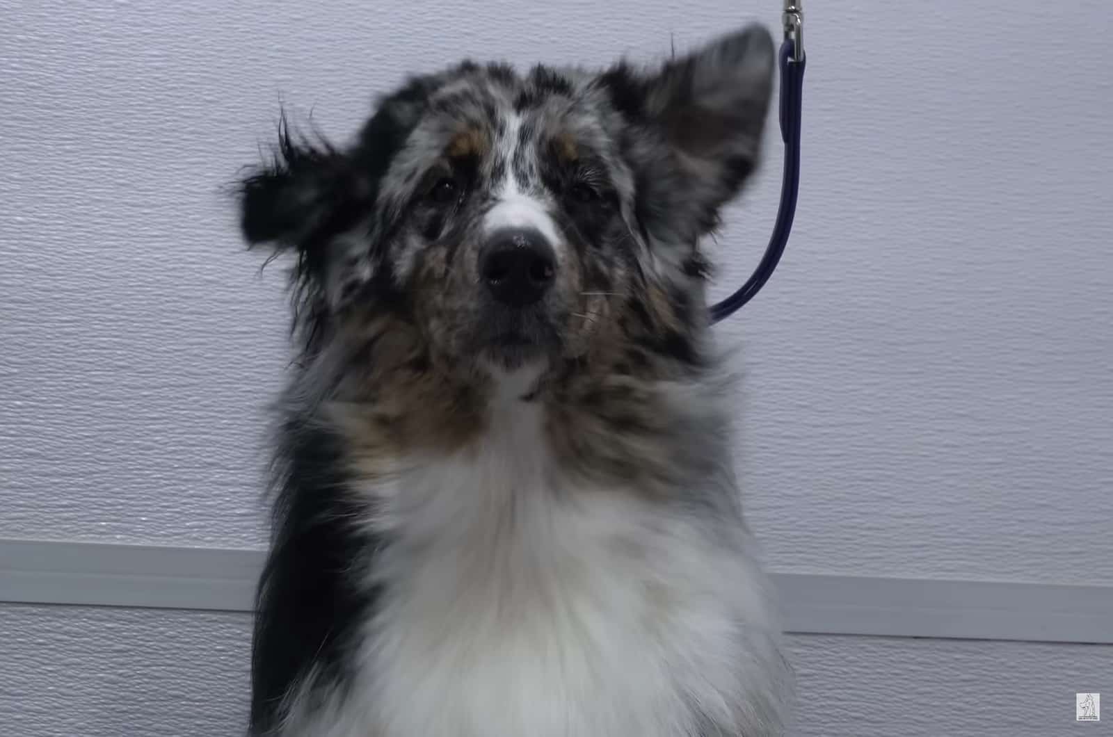 dog on a leash