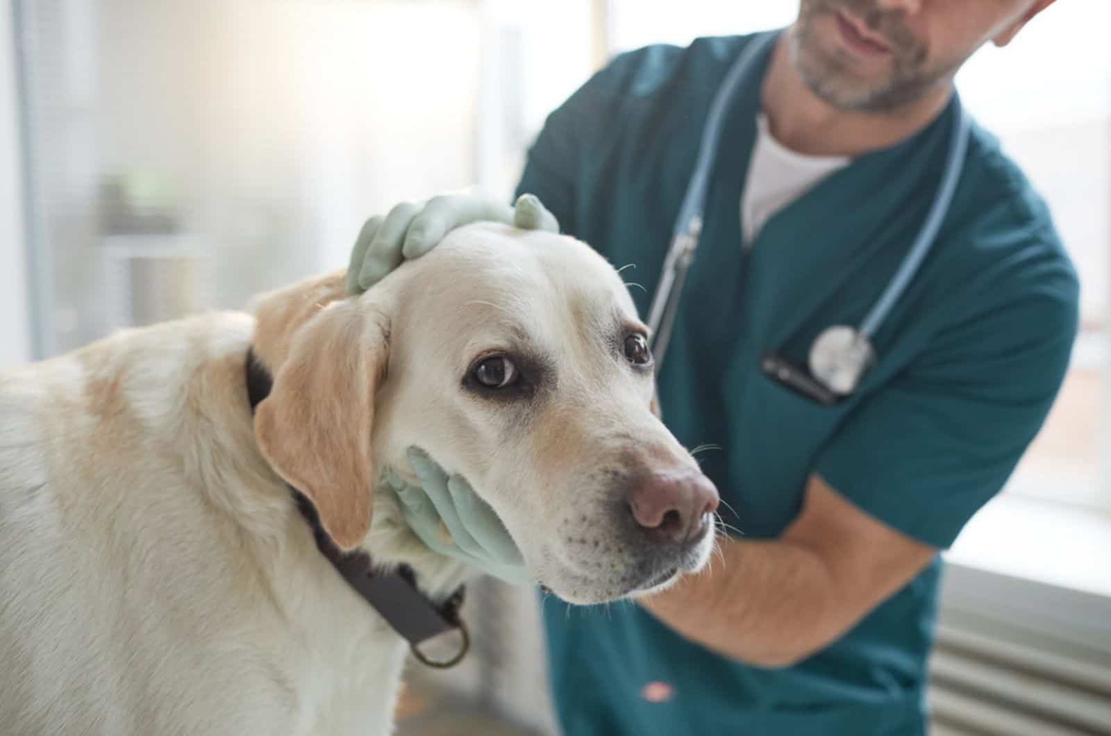 dog on examination at vet clinic