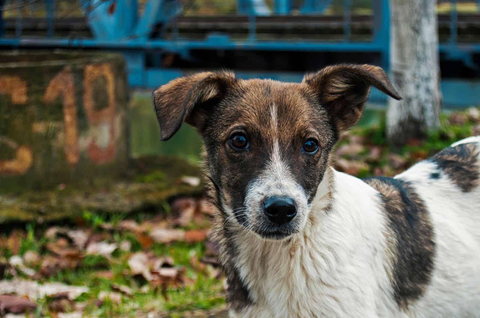 dog photographed in the city of Chernobyl looking sad