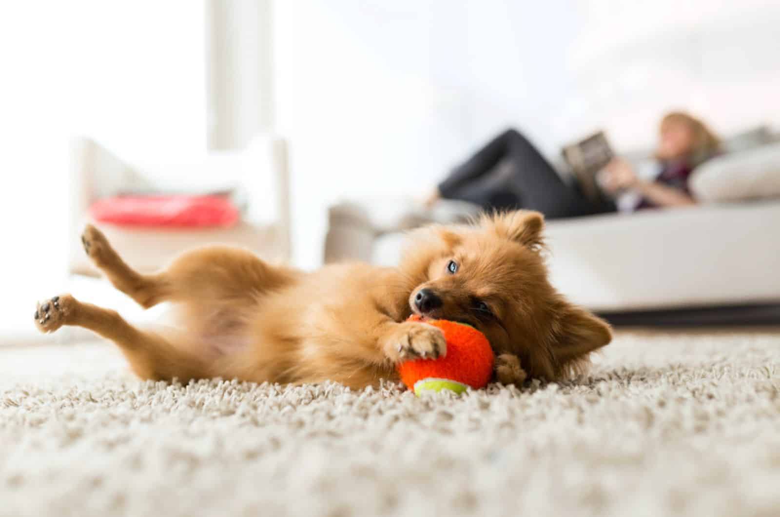dog playing with ball at home while his owner resting on the couch