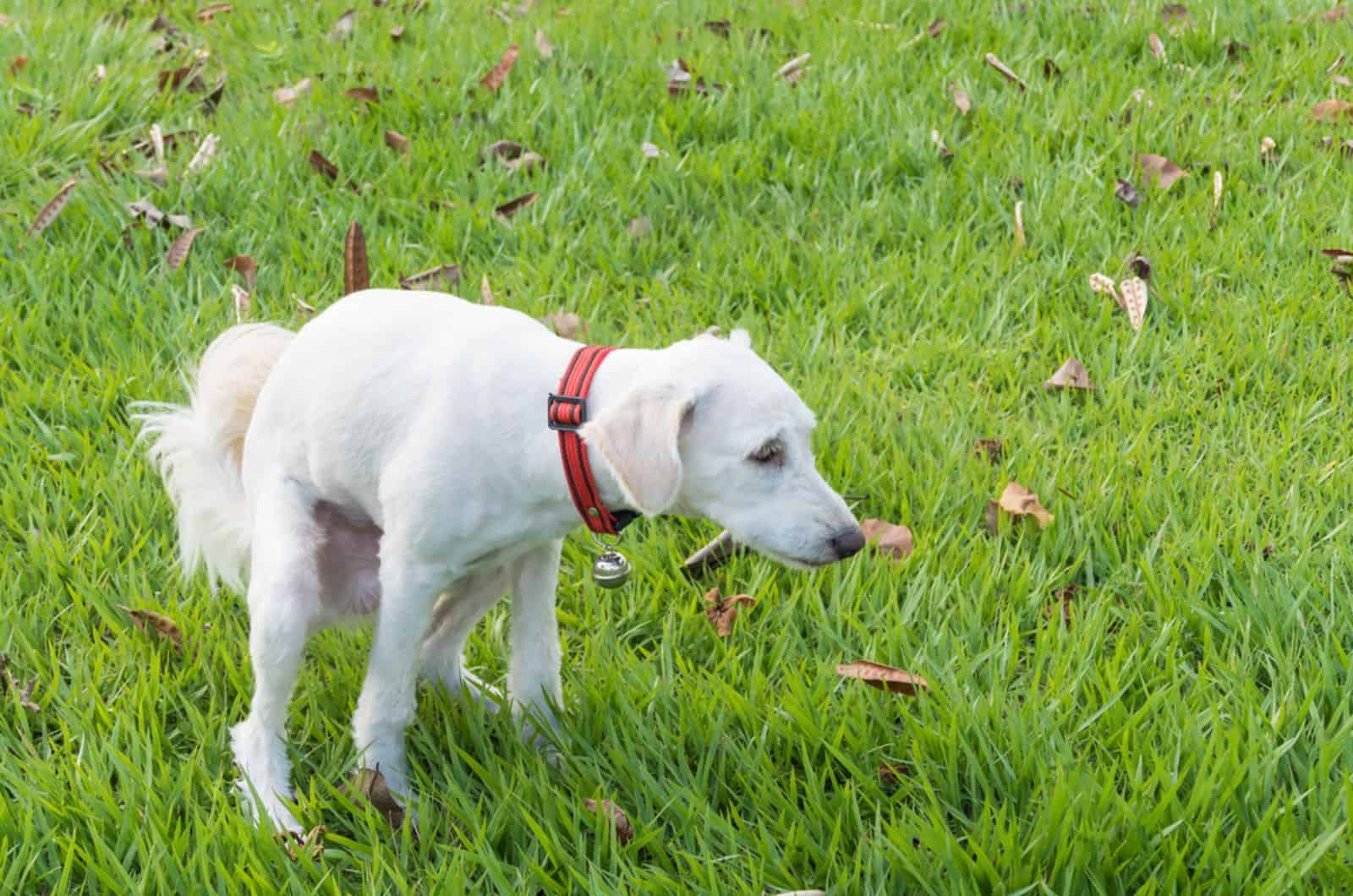 dog poops in the grass in the park