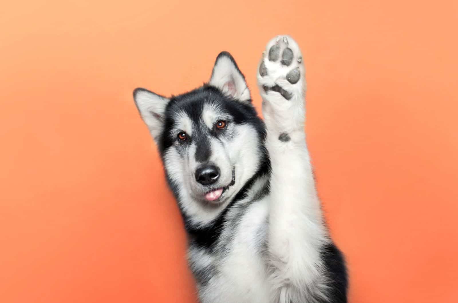 dog raise a paw up