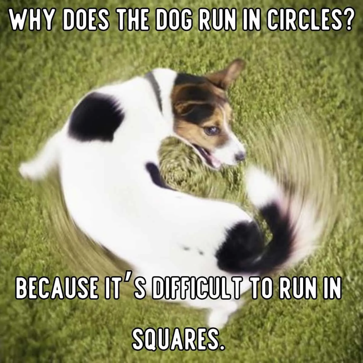 dog run in circles joke